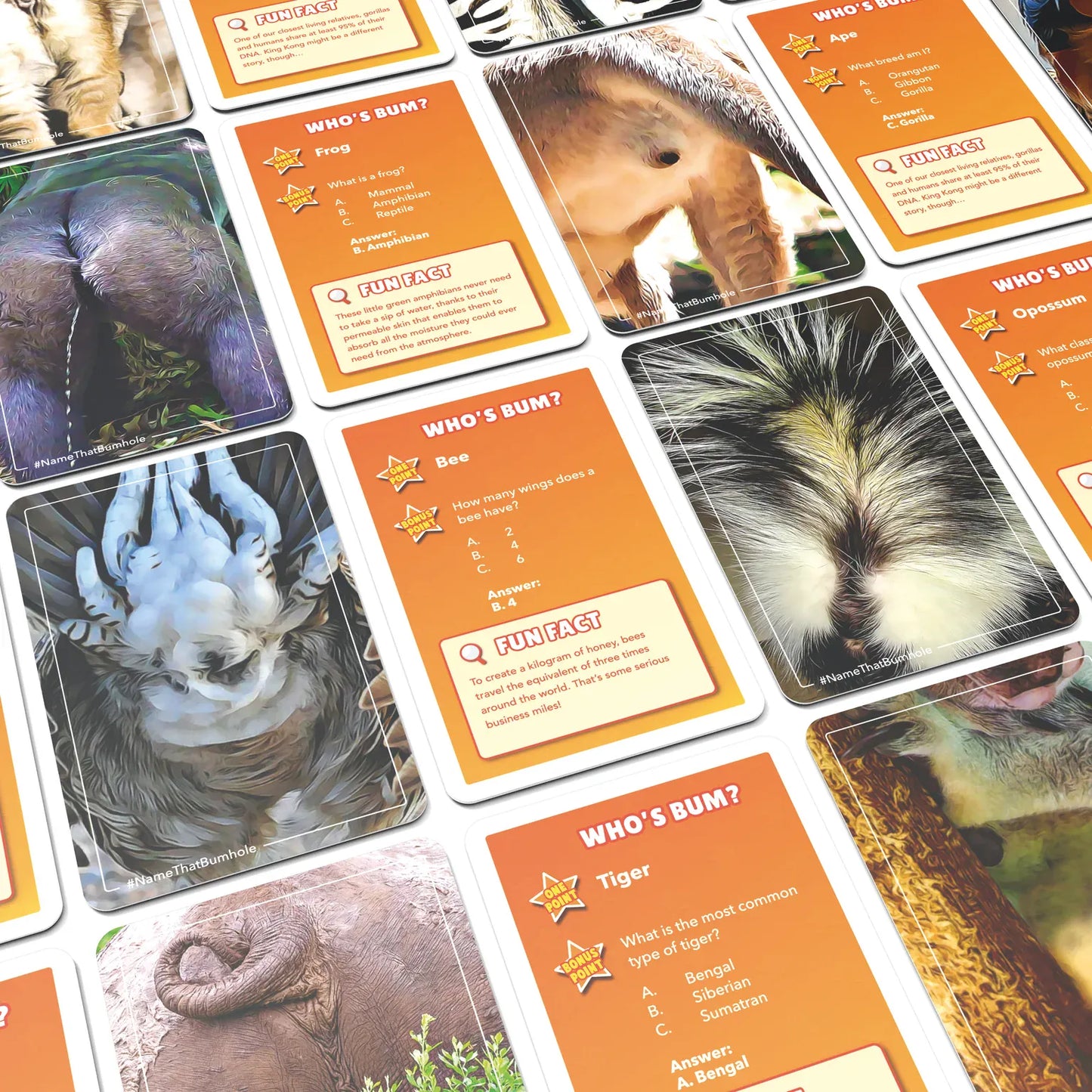 Bubblegum Stuff Card Games Name That Bumhole Card Game