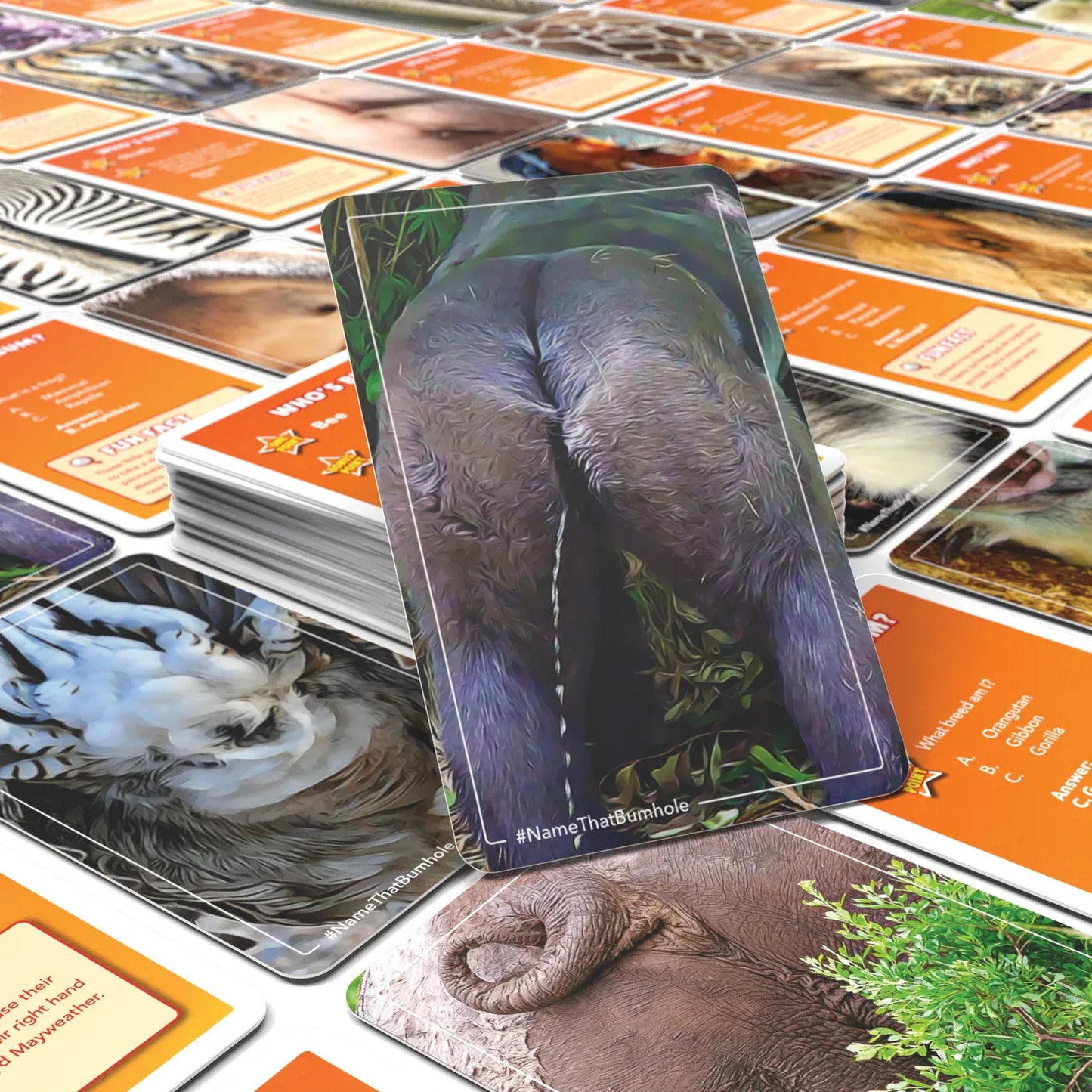 Bubblegum Stuff Card Games Name That Bumhole Card Game
