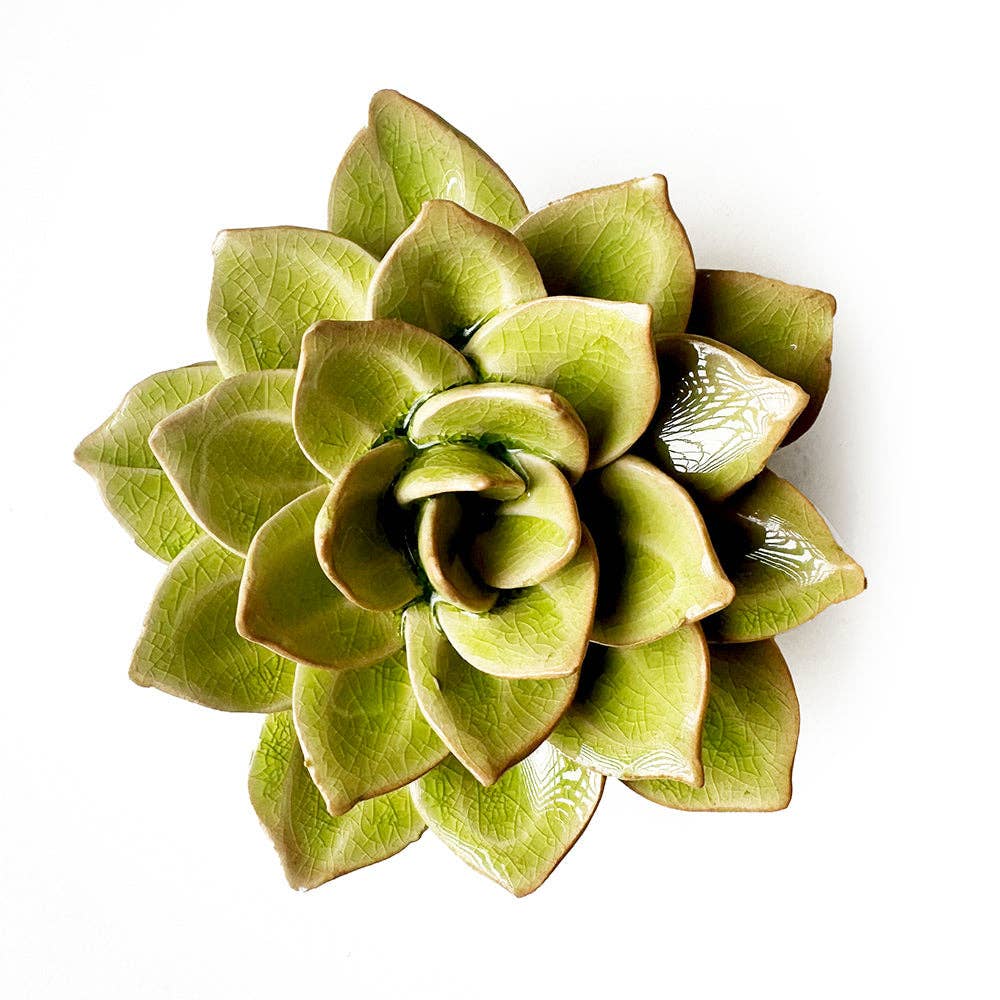 succulent in english English Garden Ceramic Flower Green Medium Succulent – NELLIE&DOVE