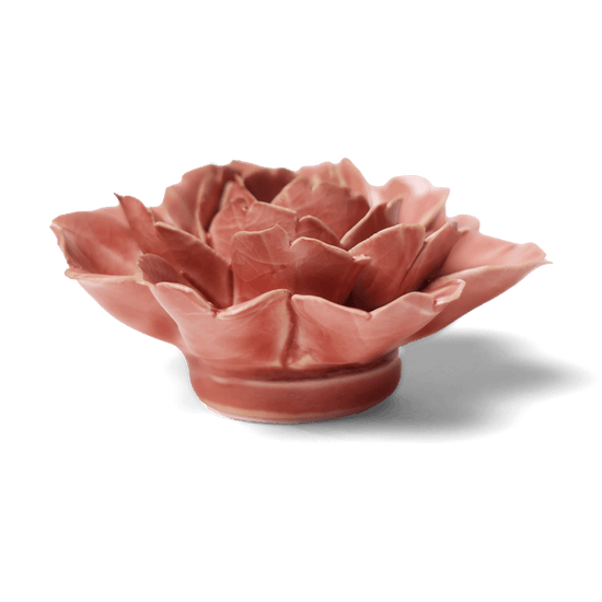 Chive English Garden Champagne Pink Rose