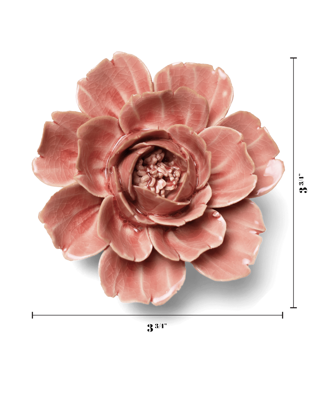 Chive English Garden Champagne Pink Rose