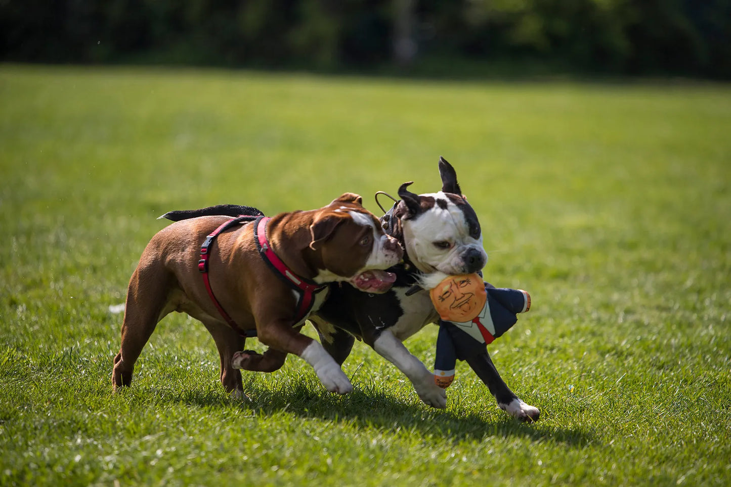 Pet Hates Toys Dog Toys Donald Dog Toy