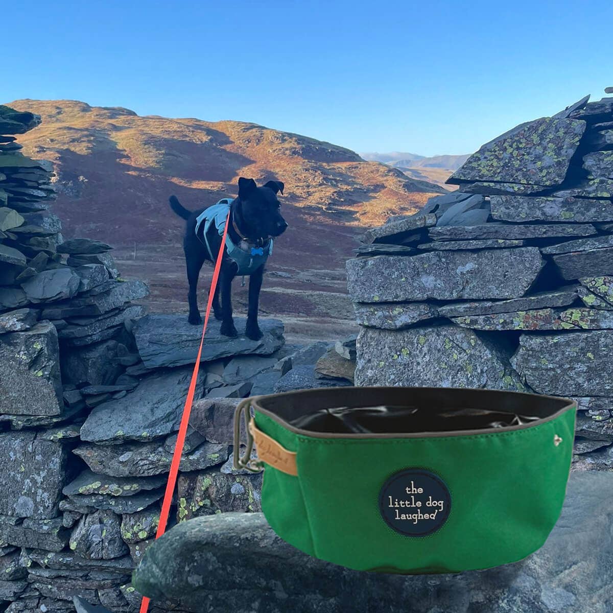 The Little Dog Laughed Folding Travel Bowl | Green | WINNERS GotY2026
