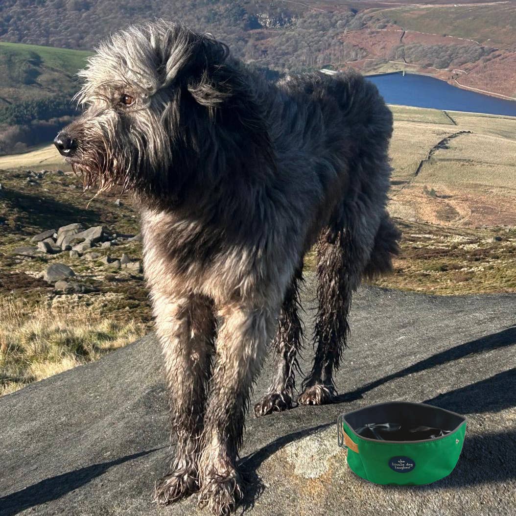 The Little Dog Laughed Folding Travel Bowl | Green | WINNERS GotY2026
