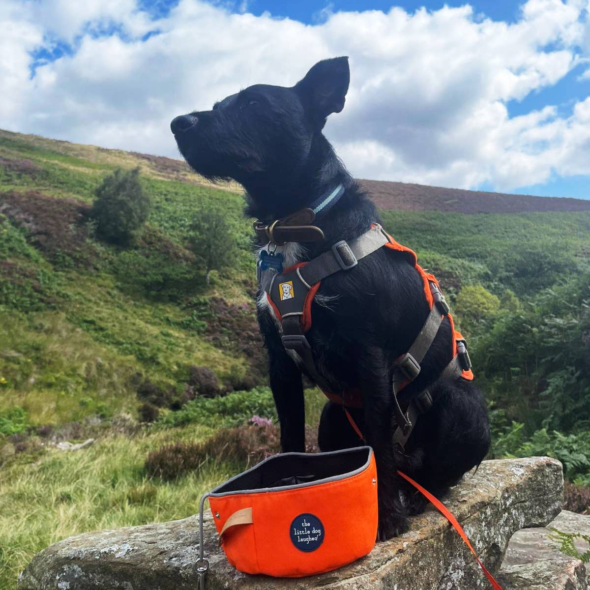The Little Dog Laughed Folding Travel Bowl | Orange | WINNERS GotY2026