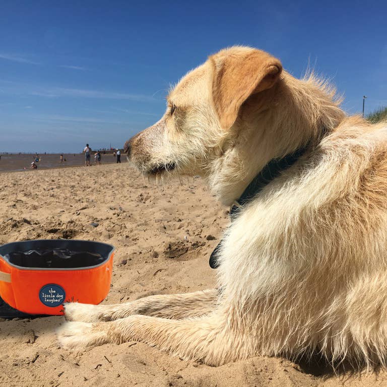 The Little Dog Laughed Folding Travel Bowl | Orange | WINNERS GotY2026