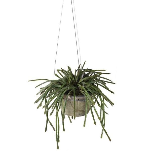 Home Hanging Green Potted Succulent